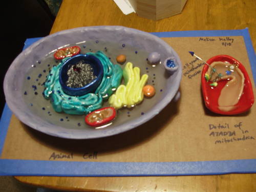 animal-cell-model