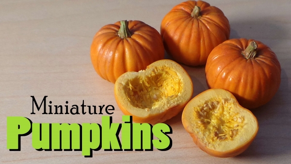 miniaturepumpkins